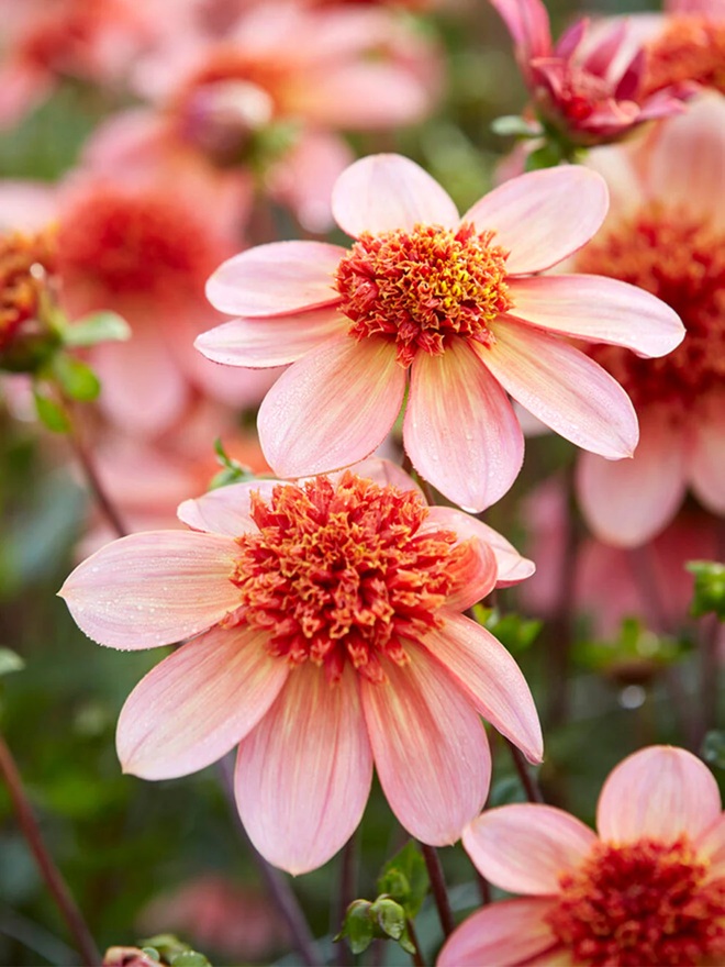 Fleur_GuCha_Daysi.jpg