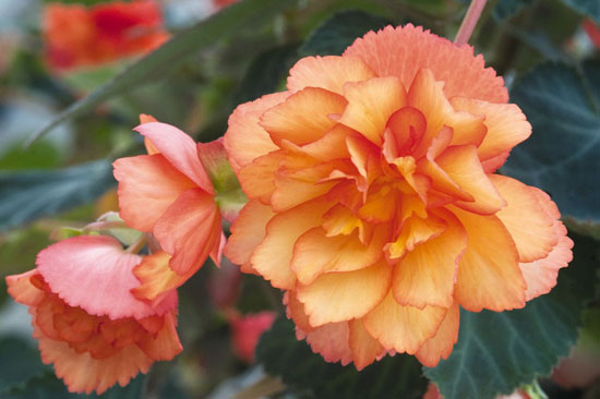 Fleur_begonia.jpg