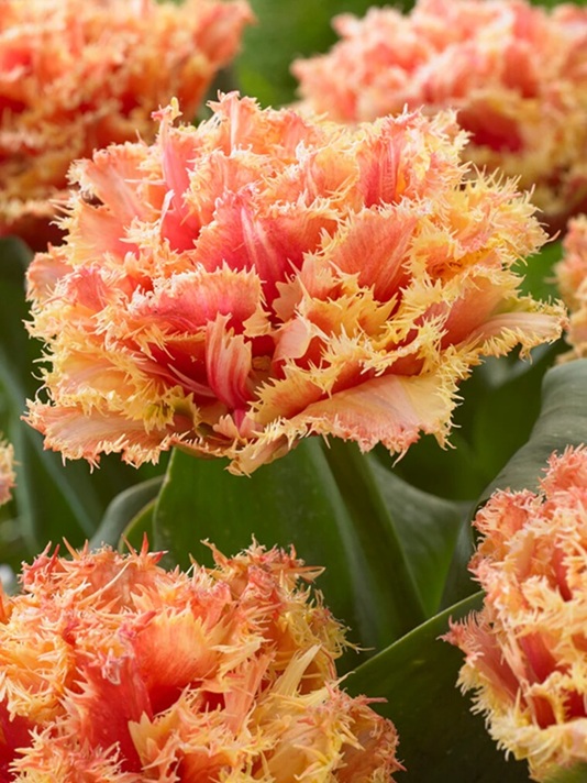 Fleur_GuCha_tulipa.jpg