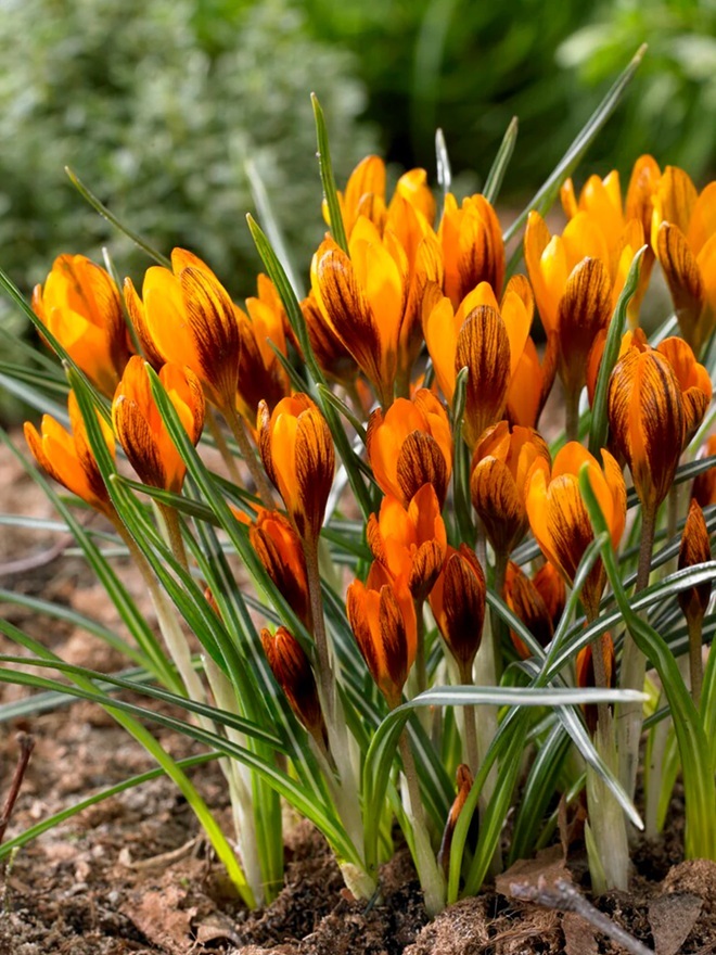 Fleur_GuCrocus.jpg