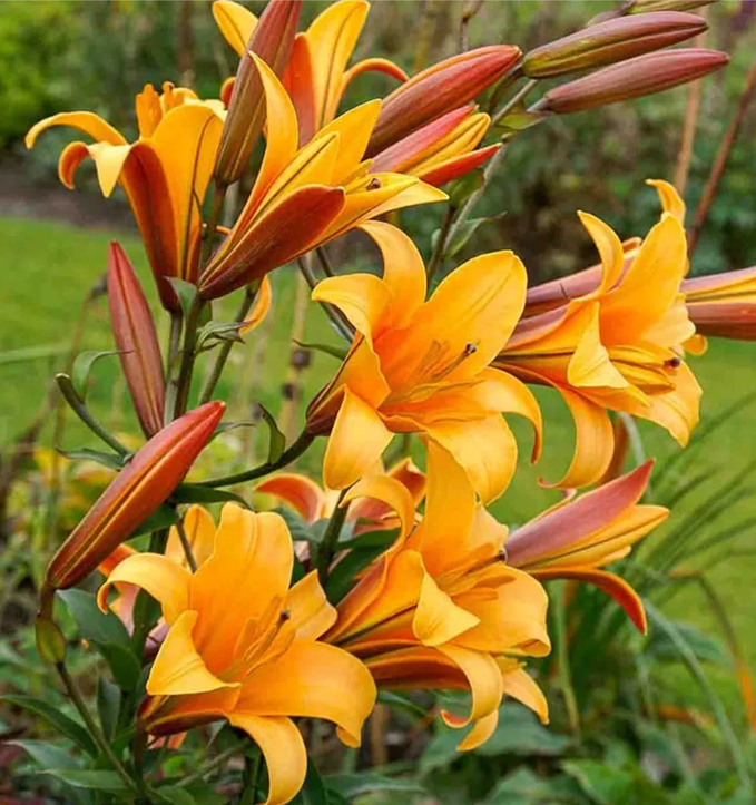 Fleur_GuGu_Lily.png