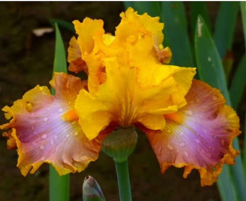 Fleur_GuGu_daylily.jpg