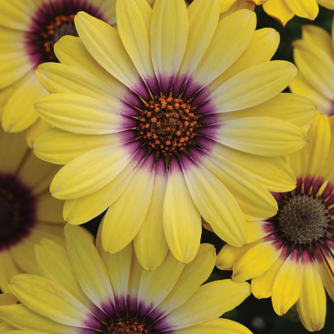 Fleur_GuSha_osteospermum.jpg