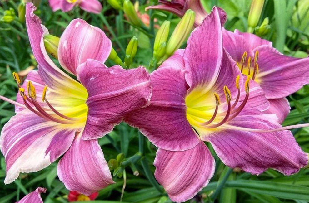 Fleur_GuSha_pair_daylily.jpg