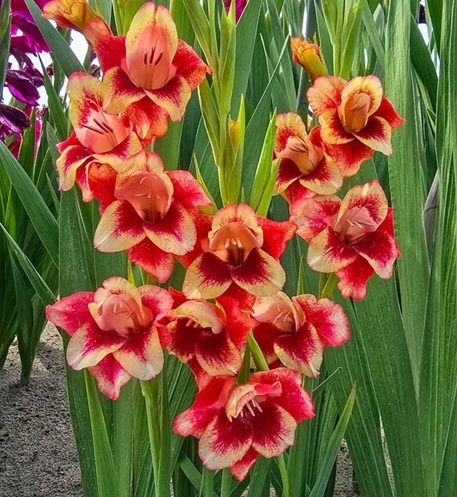 Fleur_GuShu_gladiolus.jpg