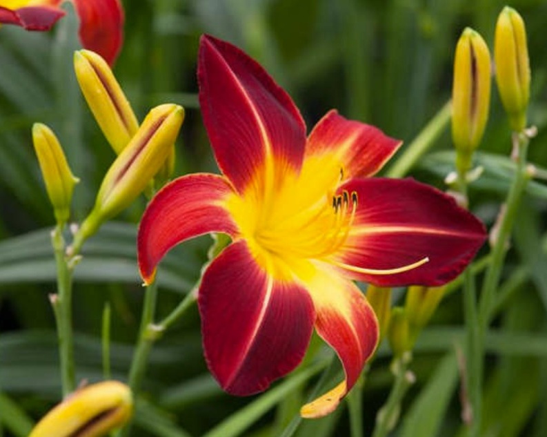 Fleur_GuSuBu_lily.jpg