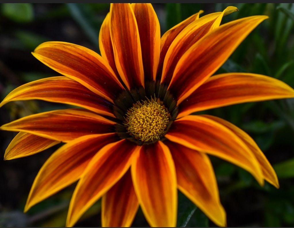 Fleur_Gu_starburst.jpg