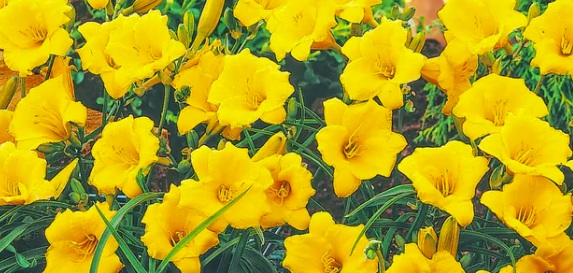 Fleur_Gu_yeloDaylily.jpg