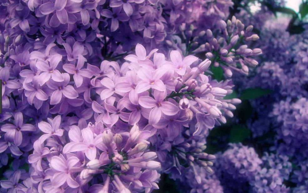 Fleur_Hyacinth2.JPG