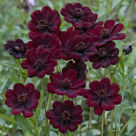 Fleur_MaBu_cosmosDaisi.jpg