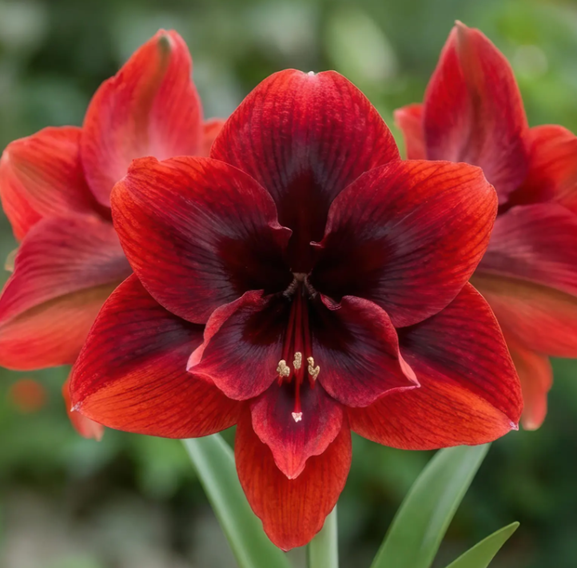 Fleur_MaSu_amaryllis.png