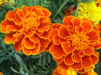 Fleur_Marigolds.jpg