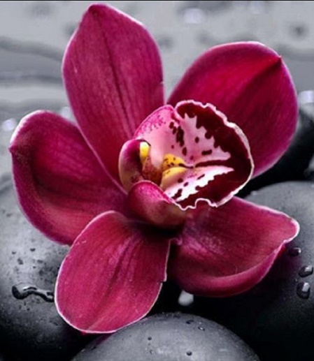 ShanMang_Orchid.JPG