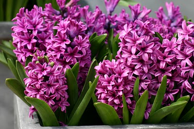 uttarabhadrapada_hyacinth.jpg