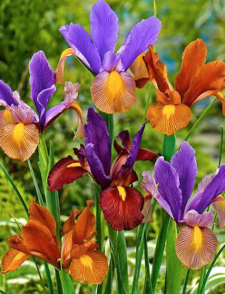 Fleur_ShaGu_Iris.png