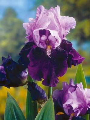 Fleur_ShaSha_beardedIris.jpg