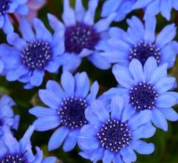Fleur_ShaShu_blossm.jpg