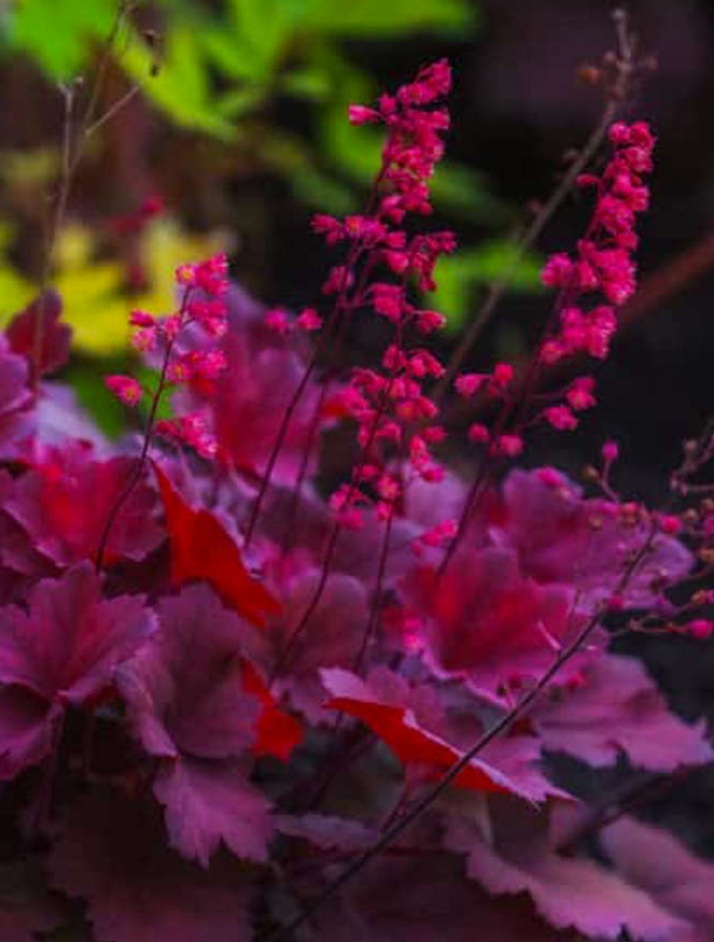 Fleur_ShaSu_Heuchera.jpg