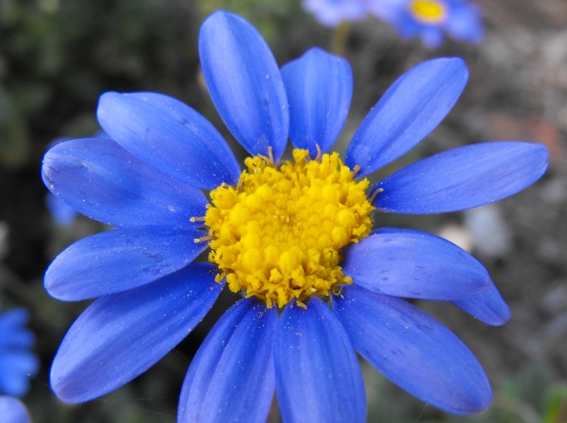 Fleur_ShaSu_bludaisi2.jpg