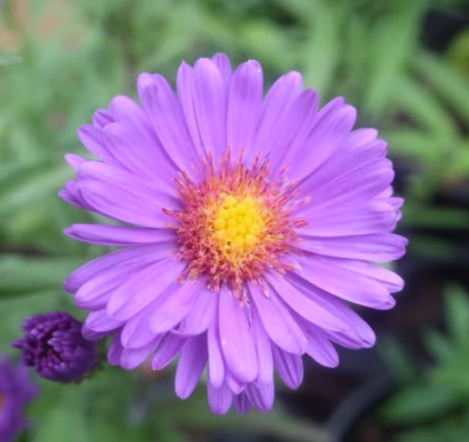 Fleur_ShaSu_daisi.jpg