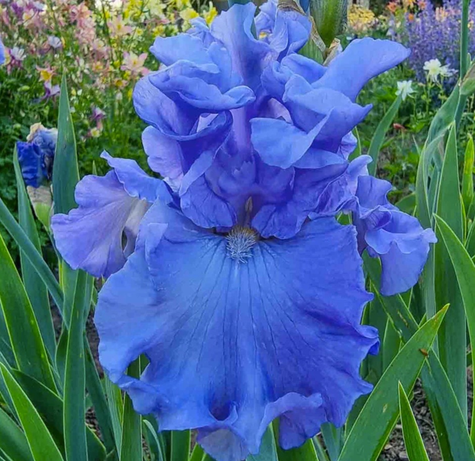 Fleur_Sha_beardIris.jpg