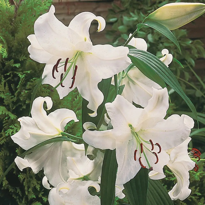 Fleur_ShuShu_daylily.jpg
