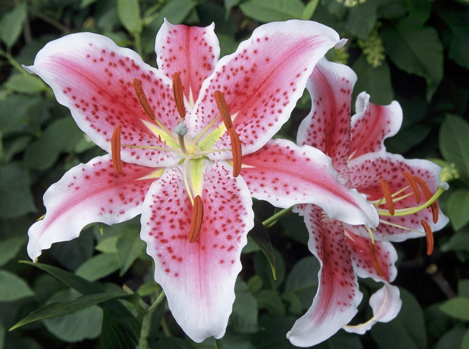 Fleur_StarFireLily.jpg