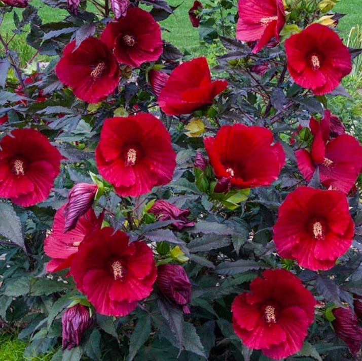 Fleur_SuBu_hibiscus.jpg