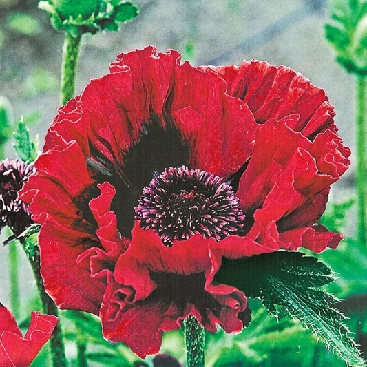 Fleur_SuBu_pyoppi.jpg