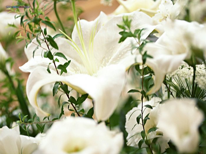 Fleur_blanche.jpg
