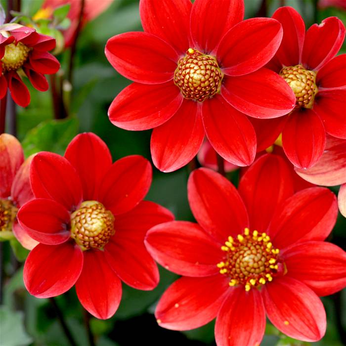 Fleur_goldballcentrRouge.JPG