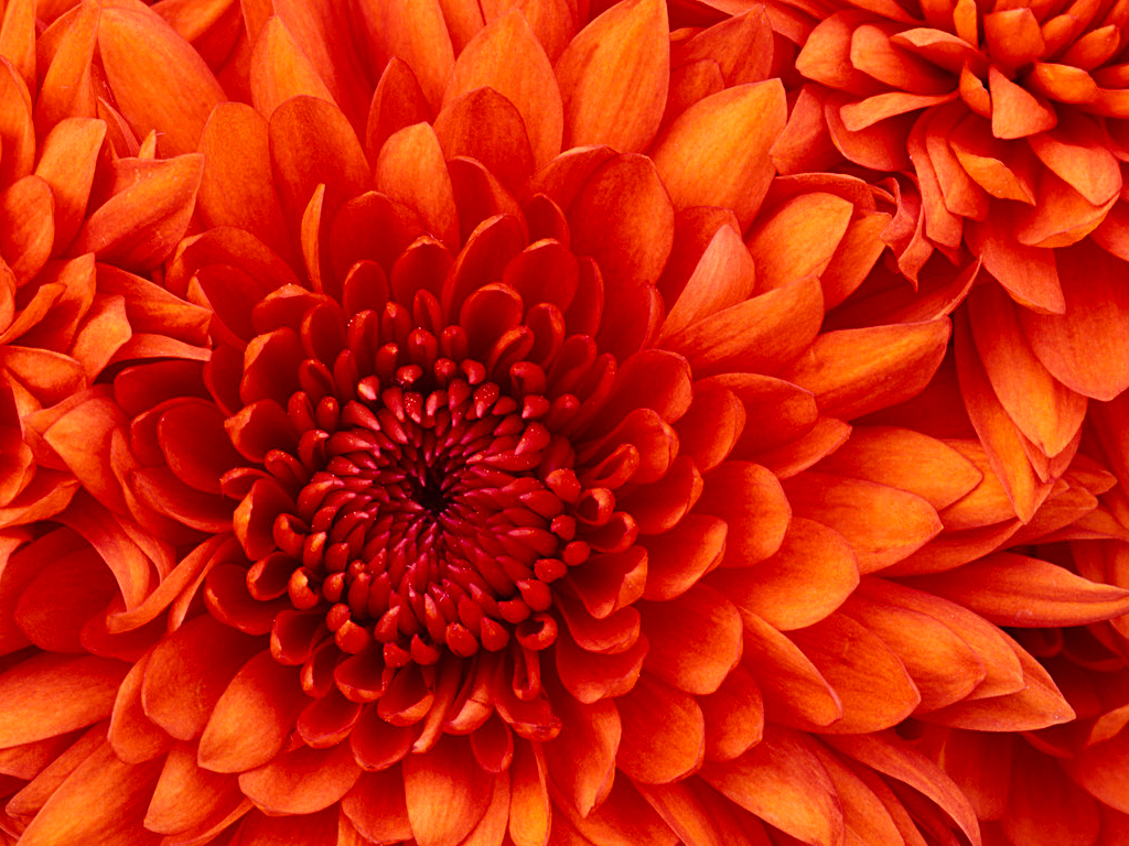 orange_chrysanthemum