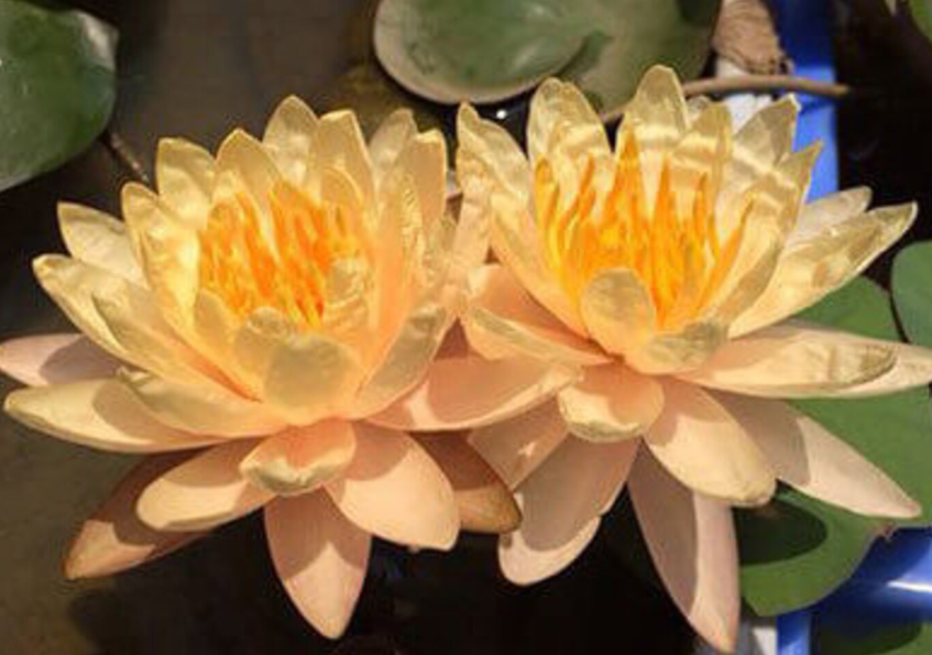 Fleur_pair_GuWaterLily.png
