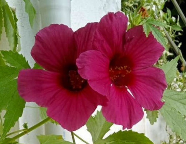 ../bpa_graf/FlowerFieldTree/Fleur_pair_Hibiscus2.JPG