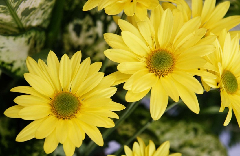 ../../bpa_graf/FlowerFieldTree/Fleur_yellow_color_flowers.jpg