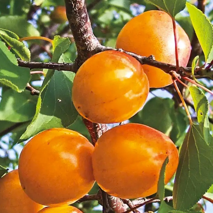 Fruit_GuGu_cots.jpg