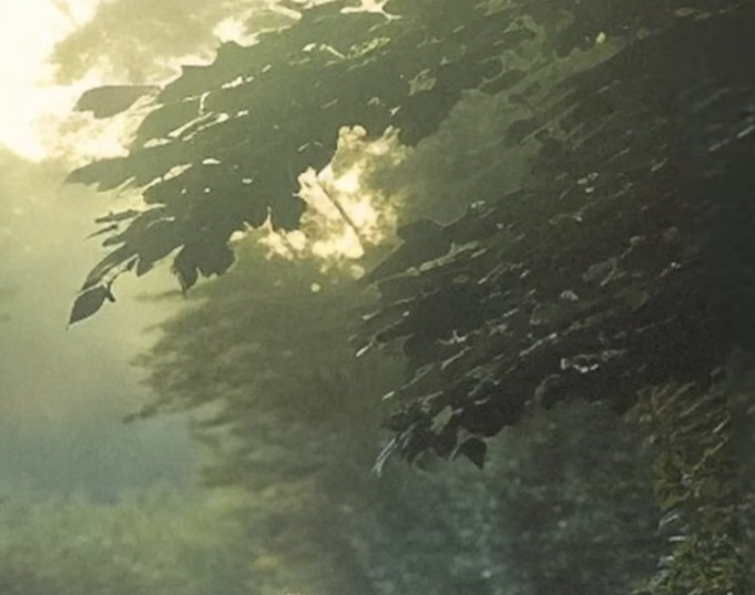 Leaves_mistyGreen.jpg