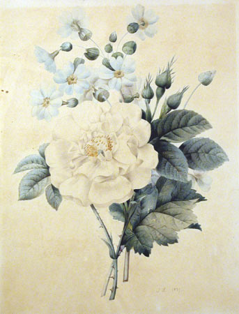 Ros_Redoute-Blanche.jpg