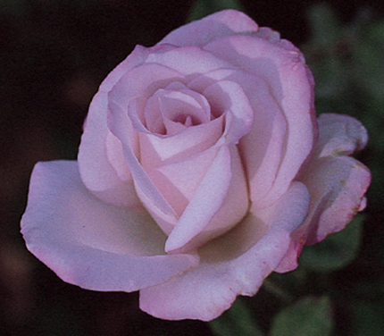 Ros_lavender2.jpg