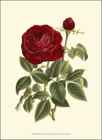 ludwig-van-houtte-magnificent-rose.jpg