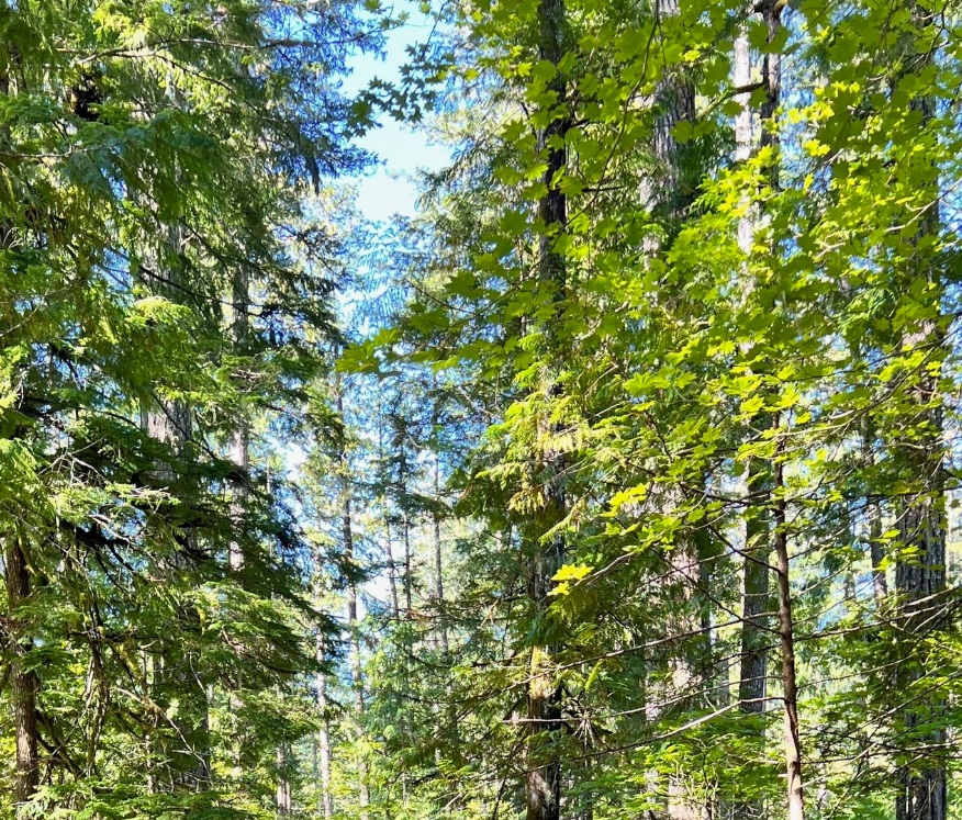 Tree_CedarForestNoCascades.jpg