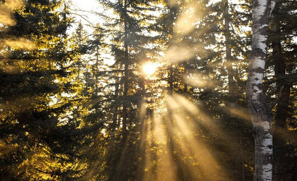 Forest_golden-rays.jpg