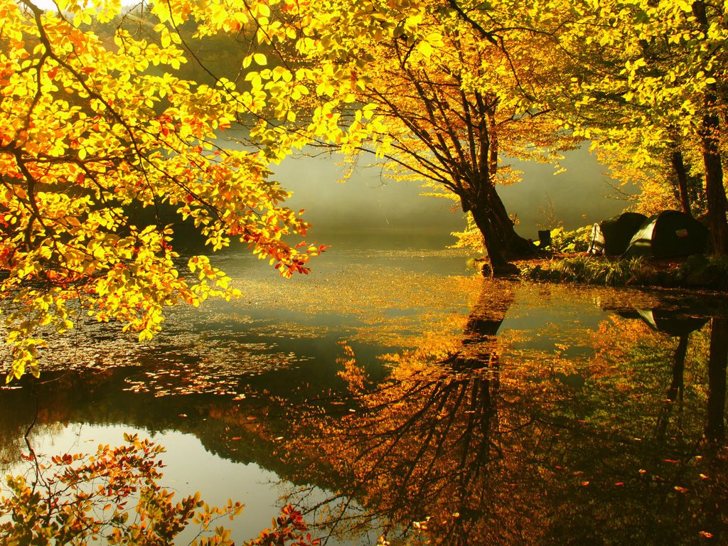 Tree_GoldenPond.jpg