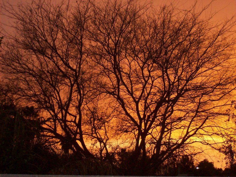 Tree_amberSky.jpg