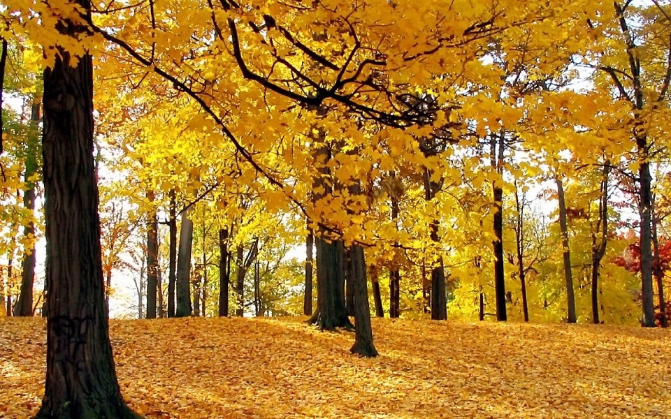 autumnTrees1.jpg