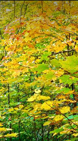 autumn2.PNG