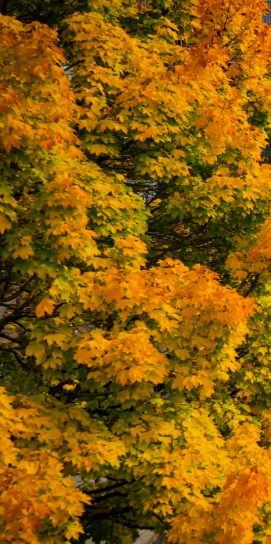 Tree_autumn_PDX.jpg