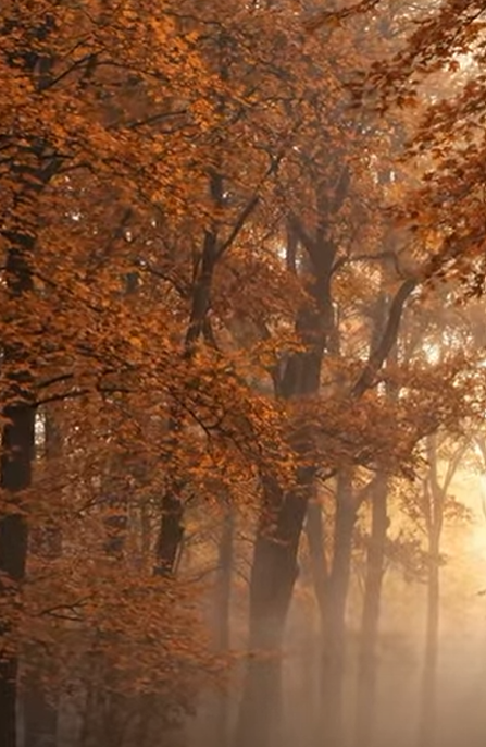 Tree_autumn_fog.png