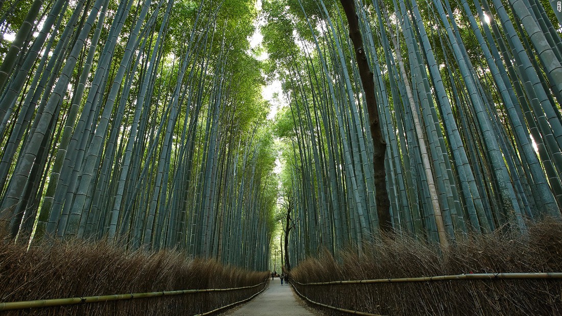 bambooforest_saganoarashiyama.jpg