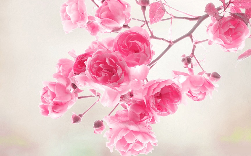 pinkBlossoms_tree.jpg